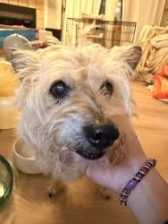 Reunited Female Dog last seen Near 26th Ave SW Seattle, WA 98146 United States, Seattle, WA 98146