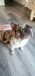 Reunited Male Dog last seen Near y holly thornton co, Thornton, CO 80233
