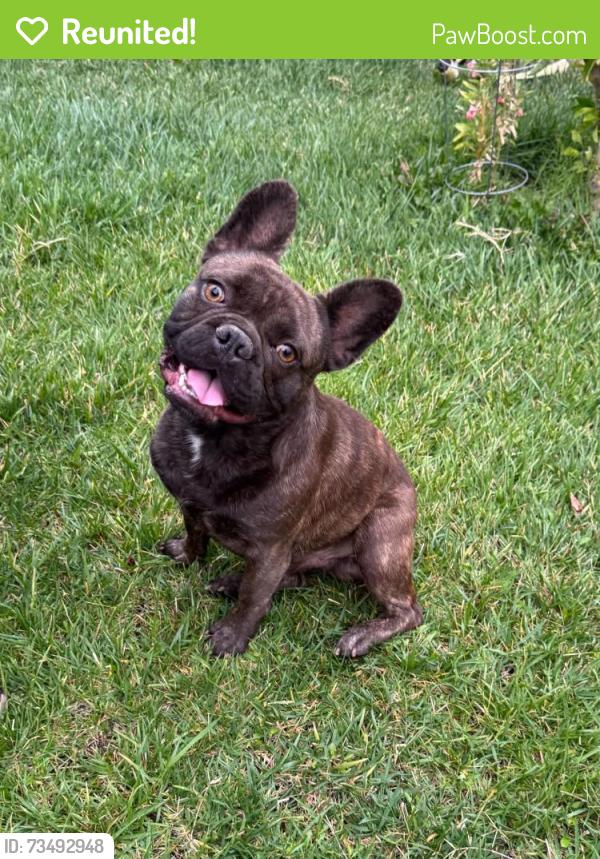 Reunited Male Dog last seen Sandstone & Jade, Victorville, CA 92392