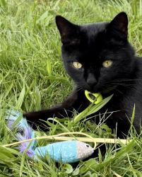 Reunited Male Cat last seen Karma Farma (farm), Hopkinton, MA 01748