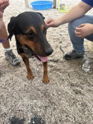 Lost Male Dog last seen Bannock and price, North Port, FL 34288