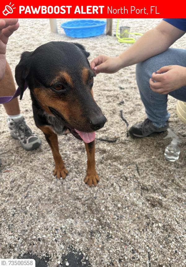 Lost Male Dog last seen Bannock and price, North Port, FL 34288