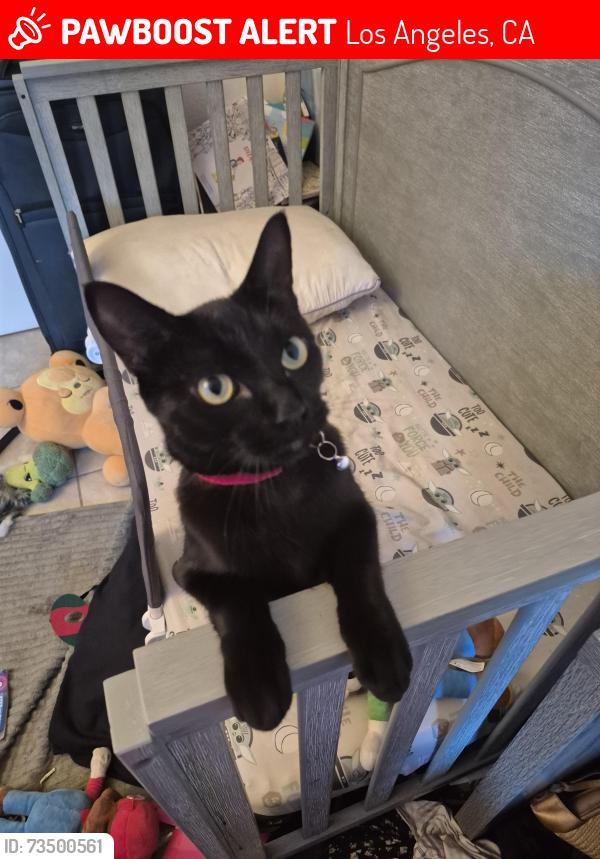 Lost Female Cat last seen Woodley Ave and Kittridge Ave, Los Angeles, CA 91405