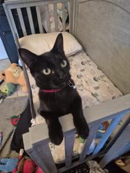 Lost Female Cat last seen Woodley Ave and Kittridge Ave, Los Angeles, CA 91405