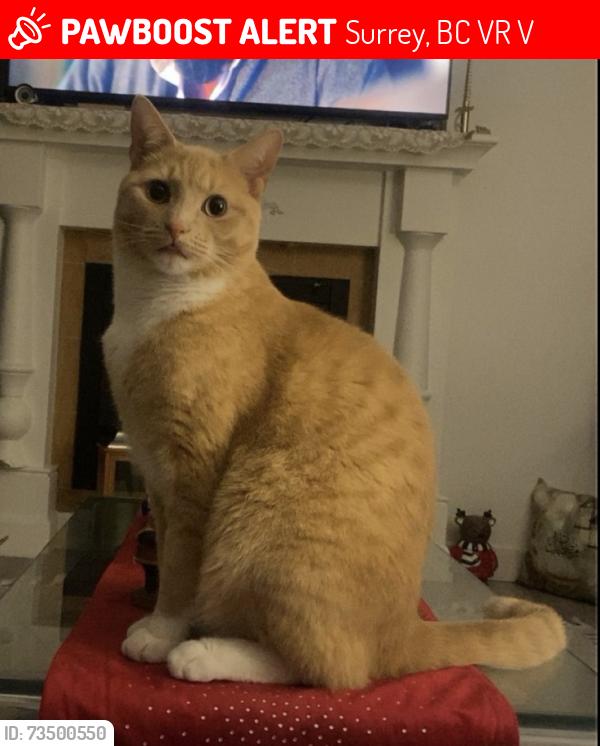Lost Male Cat last seen Guilford school, Surrey, BC V3R 1V2