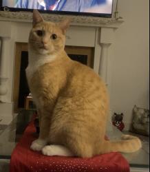 Lost Male Cat last seen Guilford school, Surrey, BC V3R 1V2