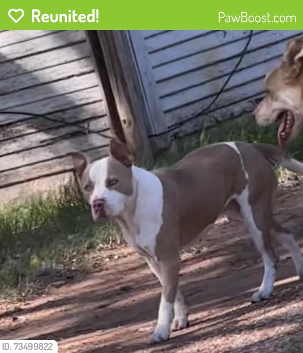 Reunited Male Dog last seen Sw binkley st, Oklahoma City, OK 73119