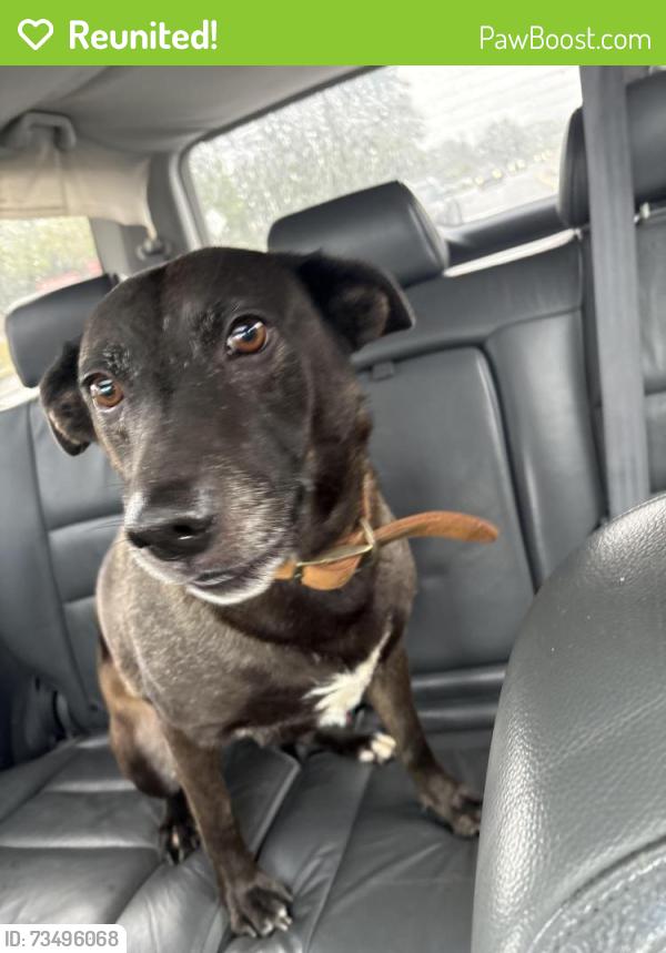 Reunited Female Dog last seen Neese Road and Arnold Mill Road, Cherokee County, GA 30188