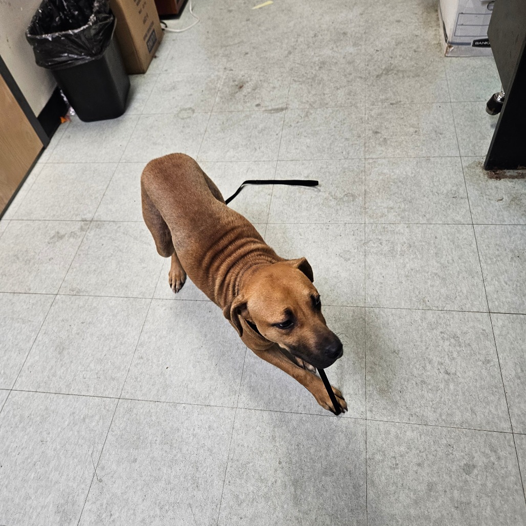 Shelter Stray Female Dog last seen , Animal Care & Control Team of Philly, 111 W Hunting Park Ave, Philadelphia, PA 19140, USA