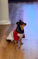 Lost Male Dog last seen Near Sunnybrok Rd Raleigh NC 27610 united state, Raleigh, NC 27610