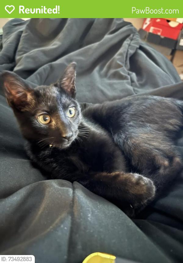 Reunited Male Cat last seen Ashland & 82nd st, Chicago, IL 60620