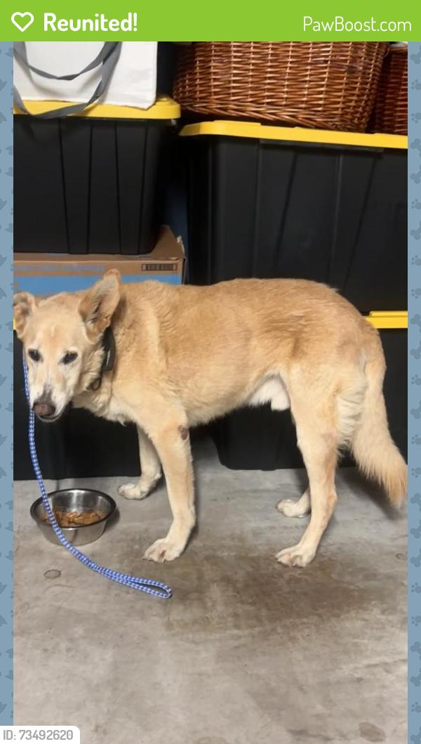 Reunited Male Dog last seen Heathrow Ave and Kennedy Ave, Fontana, CA 92336