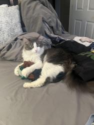 Reunited Male Cat last seen West 23rd Street and O street Merced CA, Merced, CA 95340