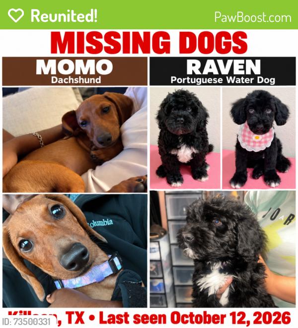 Reunited Female Dog last seen Near Fox Glove Ln, Killeen, TX 76549, USA, Killeen, TX 76549
