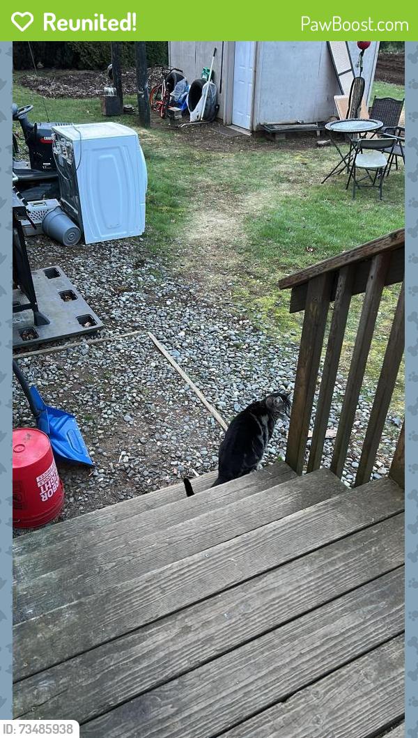 Reunited Female Cat last seen West pole road Ferndale wa 98248, Ferndale, WA 98248