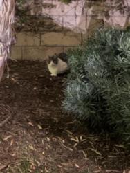 Reunited Unknown Cat last seen Near Holloway St, Thousand Oaks, CA 91320, Verenigde Staten, Thousand Oaks, CA 91320