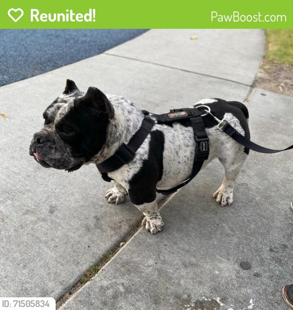 Reunited Male Dog last seen Del rosa ave and 9th st, San Bernardino, CA 92410
