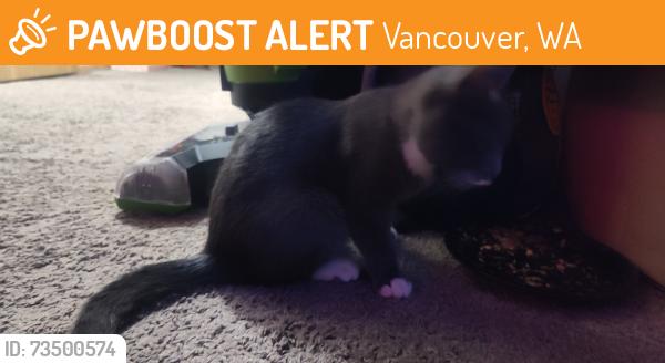 Found/Stray Unknown Cat last seen 49th and 112th, Vancouver, WA 98682