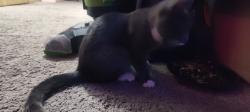 Found/Stray Unknown Cat last seen 49th and 112th, Vancouver, WA 98682