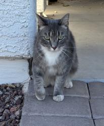 Lost Female Cat last seen Jackrabbit and Indian school, Buckeye, AZ 85340