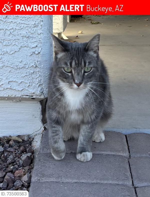Lost Female Cat last seen Jackrabbit and Indian school, Buckeye, AZ 85340