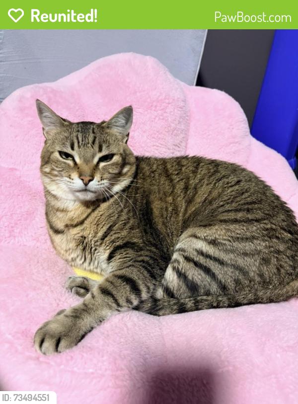 Reunited Male Cat last seen 152nd st, Surrey, BC V3R 1W6