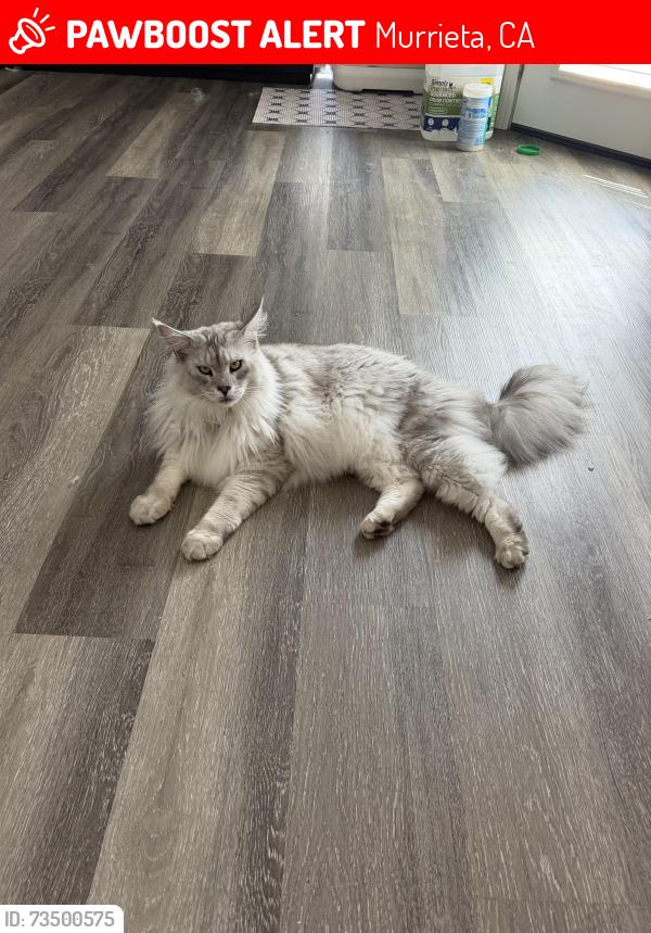 Lost Male Cat last seen Near Butte Court, Murrieta 92563, Murrieta, CA 92563