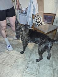 Lost Male Dog last seen Near E 21st Street, Greeley, CO 80631