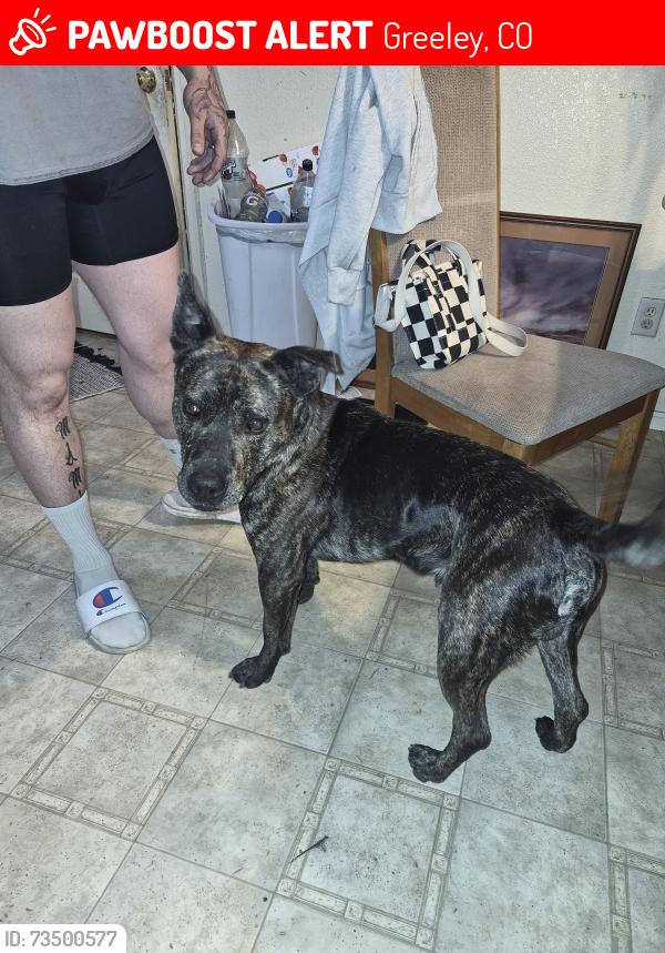Lost Male Dog last seen Near E 21st Street, Greeley, CO 80631