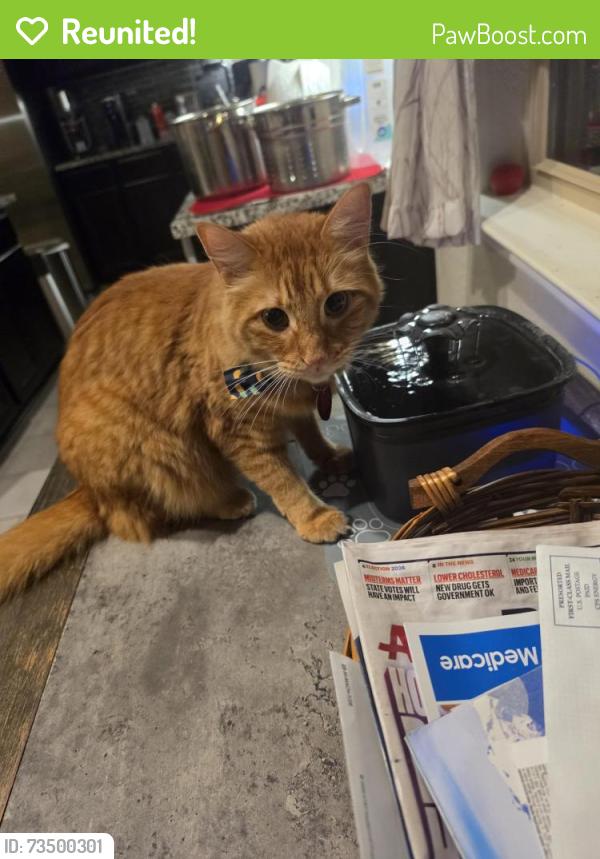 Reunited Male Cat last seen Talise de Culebra Development, San Antonio, TX 78254
