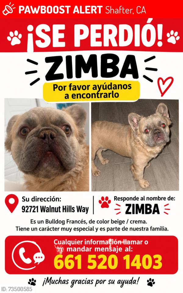 Lost Male Dog last seen Shafter, Shafter, CA 93263