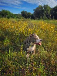 Reunited Male Dog last seen Shady hills road and Peace road, Shady Hills, FL 34610