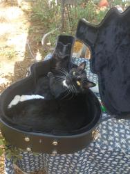 Lost Male Cat last seen wellswood rd, Grass Valley, CA 95949