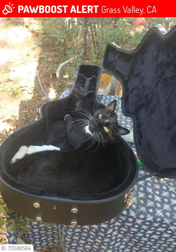 Lost Male Cat last seen wellswood rd, Grass Valley, CA 95949
