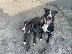 Reunited Male Dog last seen Darlington Road & Aloha Place, Holiday, FL 34691