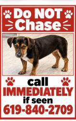 Lost Female Dog last seen Mercy rd. 92126, San Diego, CA 92126