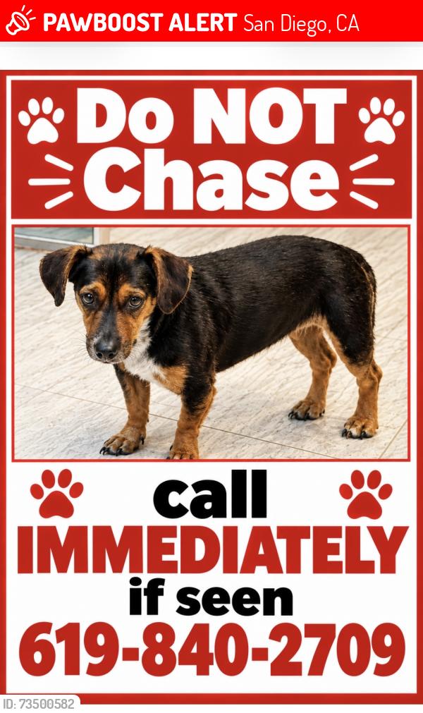 Lost Female Dog last seen Mercy rd. 92126, San Diego, CA 92126