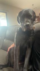 Reunited Female Dog last seen Near ave and Patton road, Wittmann, AZ 85361