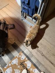 Reunited Female Cat last seen Huddart and lambert, El Monte, CA 91731