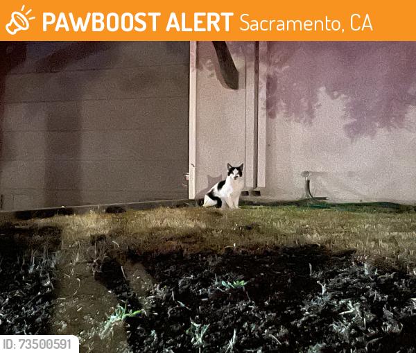 Found/Stray Unknown Cat last seen 21st and Castro, Sacramento, CA 95818