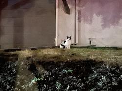 Found/Stray Unknown Cat last seen 21st and Castro, Sacramento, CA 95818