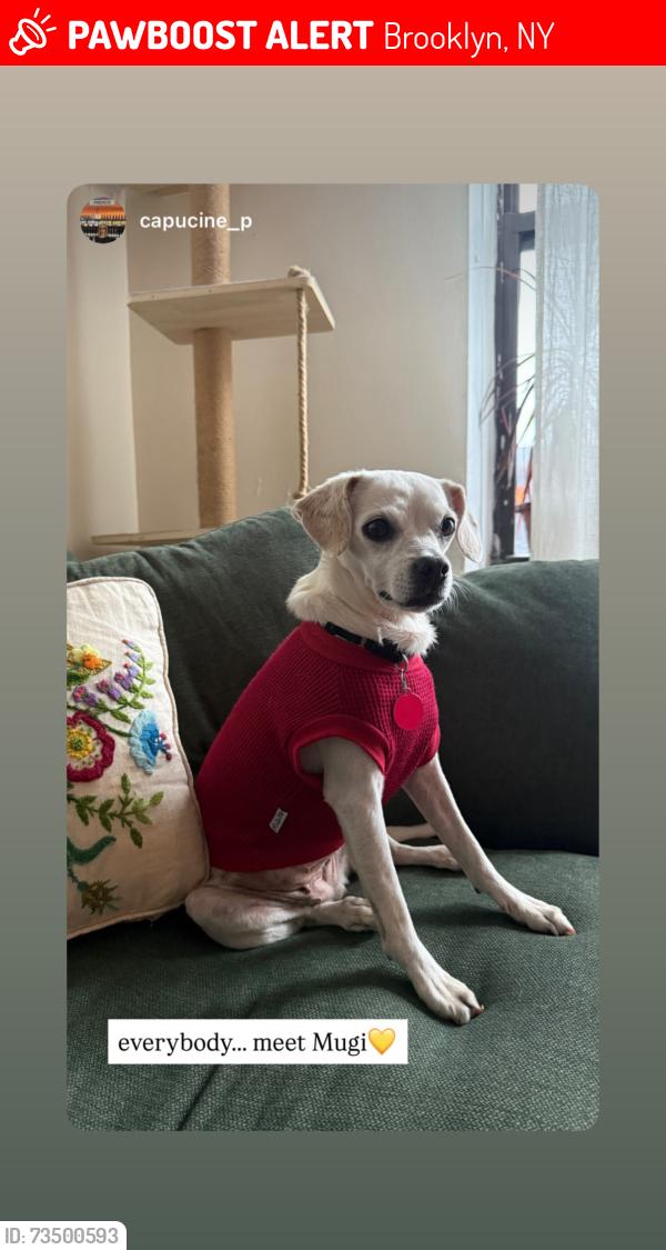 Lost Female Dog last seen Near Tilden Ave, Brooklyn, NY 11203, Brooklyn, NY 11226