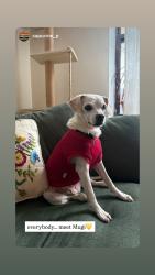 Lost Female Dog last seen Near Tilden Ave, Brooklyn, NY 11203, Brooklyn, NY 11226