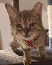 Reunited Male Cat last seen apple valley, emerald way, Saint Paul, MN 55124