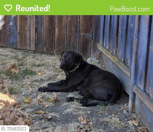 Reunited Male Dog last seen Fairfield or crescent, Concord, CA 94520