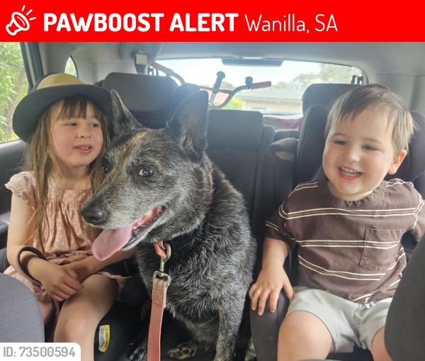Lost Female Dog last seen Cadell Street reserve, Wanilla, SA 5607