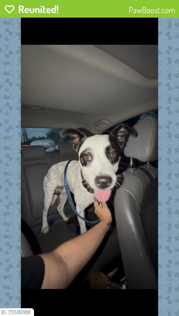 Reunited Male Dog last seen McAllen dog park, McAllen, TX 78501