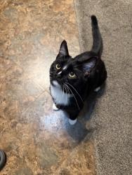 Reunited Male Cat last seen Wesley Amaker Rd, York, SC 29745, USA, York, SC 29745