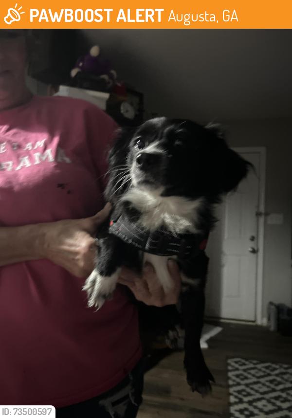 Found/Stray Female Dog last seen Cookout on Walton way, Augusta, GA 30904