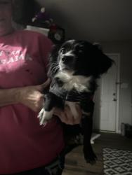 Found/Stray Female Dog last seen Cookout on Walton way, Augusta, GA 30904